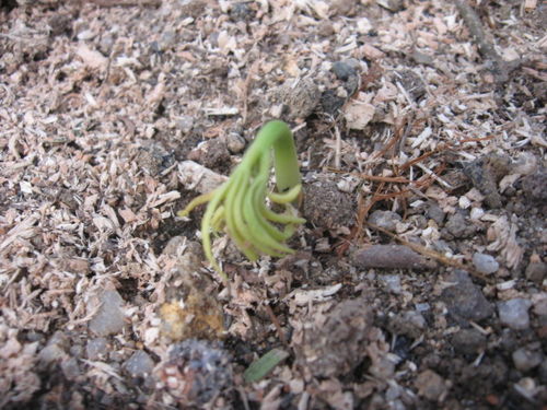 人參種植方法及注意事項